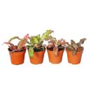 4er Set Erdbromelie - Cryptanthus - buntlaubige Pflanze - Ideal f&uuml;r Terrarien