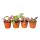 4er Set Erdbromelie - Cryptanthus - buntlaubige Pflanze - Ideal f&uuml;r Terrarien