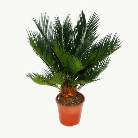 Cycas revoluta  -  Japanischer Palmfarn mit Knolle - 12cm Topf