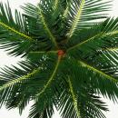 Cycas revoluta - Japanese palm fern with tuber - 12cm pot