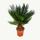 Cycas revoluta - Japanese palm fern with tuber - 12cm pot