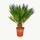 Cycas revoluta  -  Japanischer Palmfarn mit Knolle - 12cm Topf