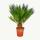 Cycas revoluta - Japanese palm fern with tuber - 12cm pot