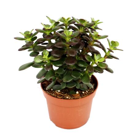 Crassula portulacea minor - Money tree - Penny Tree - 12cm pot