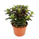 Crassula portulacea minor - Money tree - Penny Tree -...