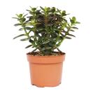 Crassula portulacea minor - Money tree - Penny Tree - 12cm pot