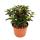 Crassula portulacea minor - Pfennigbaum - gro&szlig;e Pflanze im 12cm