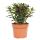 Crassula portulacea minor - Pfennigbaum - gro&szlig;e Pflanze im 12cm
