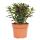 Crassula portulacea minor - Pfennigbaum - gro&szlig;e Pflanze im 12cm