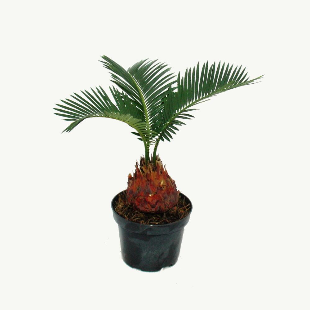 Exotenherz Cycas Revoluta Japanischer Palmfarn Mit Knolle  12cm Topf Zimmerpflanze  Cycas 12cm Topf