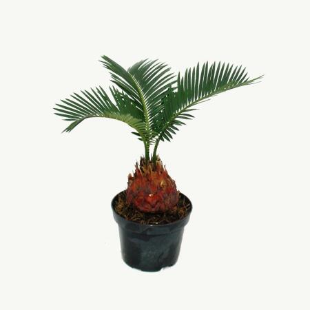 bonsai samen keimen nicht Japanische Schwarzkiefer Samen kaufen ➤ Keimgarantie
