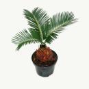 Cycas revoluta - Japanese palm fern with tuber - 9cm pot