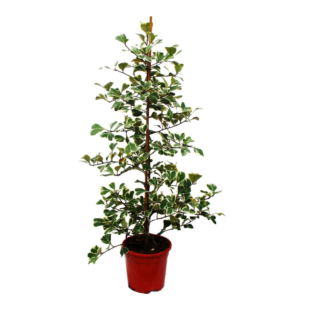 Ficus triangularis variegata   Ficus mit dreieckigen Blättern   Natal