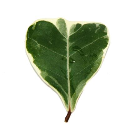 Ficus triangularis variegata - Ficus mit dreieckigen Blttern - Natal