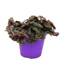 Tradescantia Purple Passion - three mauve flower with...