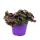 Tradescantia Purple Passion - Dreimasterblume mit lila Bl&auml;ttern - 12cm Topf