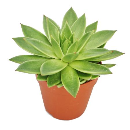 Echeveria agavoides - gro&szlig;e Pflanze im 12cm Topf