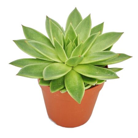 Achetez en gros Pot De Plantes Succulentes 9cm Echeveria