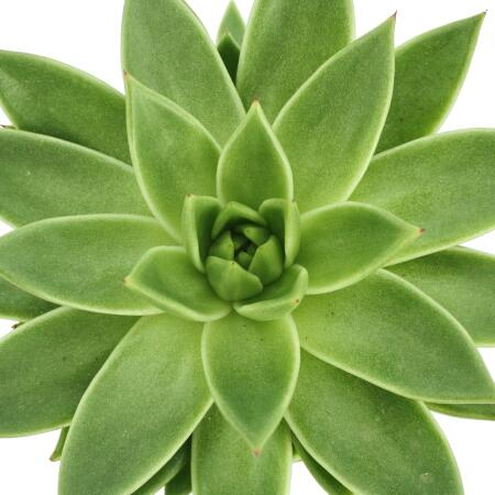 Achetez en gros Pot De Plantes Succulentes 9cm Echeveria