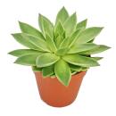 Echeveria agavoides - grande plante en pot de 12 cm