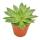 Echeveria agavoides - large plant in a 12cm pot