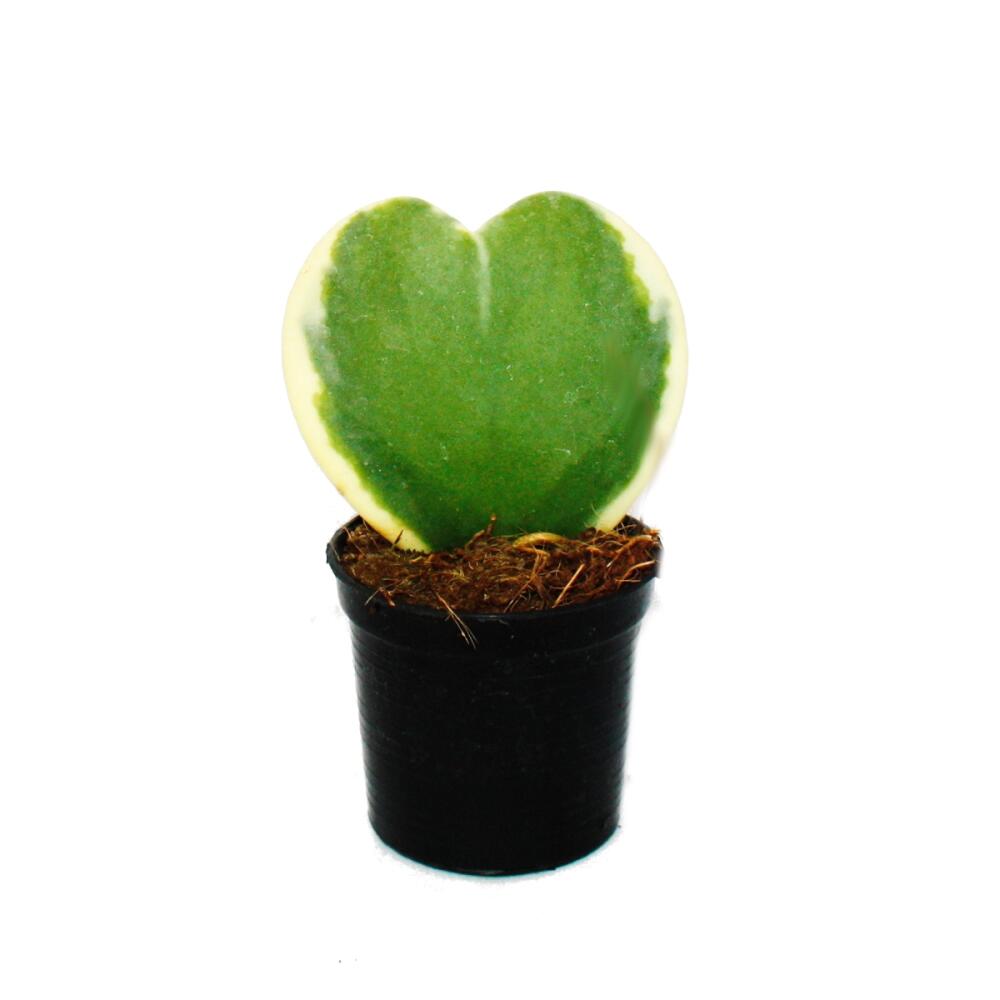 Hoya kerii - zweifarbige Herzblatt-Pflanze, Herzpflanze oder Kleiner