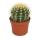 Echinocactus grusonii - Schwiegermutterstuhl - im 12cm Topf