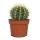 Echinocactus grusonii - mother-in-law chair - in a 12cm pot