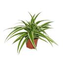 Set of 3 chlorophytum green lily 9cm pot