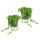Lot de 2 pois Senecio herreanus sur ruban pot de 12cm