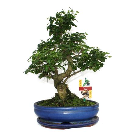 Bonsai Chinesischer Liguster - Ligustrum sinensis - ca. 10 Jahre