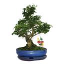 Bonsai Chinesischer Liguster - Ligustrum sinensis - ca....