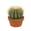 Echinocactus grusonii - Schwiegermutterstuhl - Kaktus - 16cm Topf