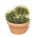 Echinocactus grusonii - Schwiegermutterstuhl - Kaktus - 16cm Topf