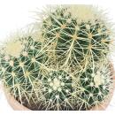 Echinocactus grusonii - Schwiegermutterstuhl - Kaktus - 16cm Topf