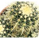 Echinocactus grusonii - Schwiegermutterstuhl - Kaktus - 16cm Topf