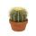 Echinocactus grusonii - Schwiegermutterstuhl - Kaktus - 16cm Topf