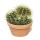 Echinocactus grusonii - Schwiegermutterstuhl - Kaktus - 16cm Topf