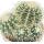 Echinocactus grusonii - Schwiegermutterstuhl - Kaktus - 16cm Topf