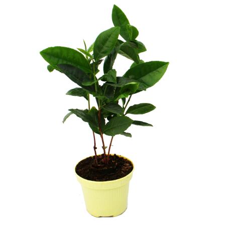 Real tea plant - Camelia sinensis