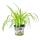 Plante alimentaire pour animaux de compagnie - Chlorophytum - Aliment vital pour lapins, hamsters et cobayes