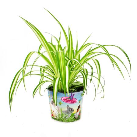 Set with 3 food plants for pets - Chlorophytum - Vital food for rabbits, hamsters and guinea pigs