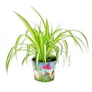 Set with 3 food plants for pets - Chlorophytum - Vital...