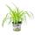 Set with 3 food plants for pets - Chlorophytum - Vital food for rabbits, hamsters and guinea pigs