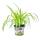 Set with 3 food plants for pets - Chlorophytum - Vital food for rabbits, hamsters and guinea pigs