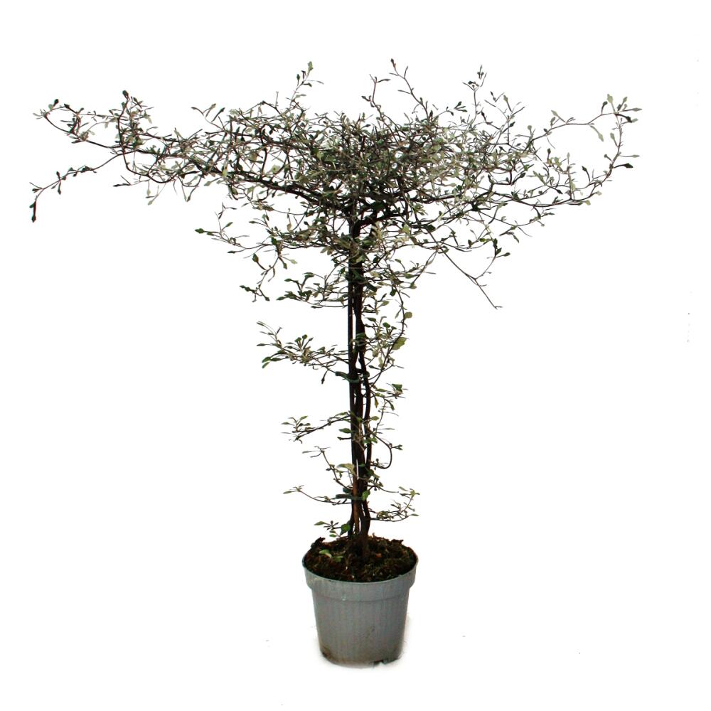 Corokia cotoneaster ZickZackStrauch Schnurbaum