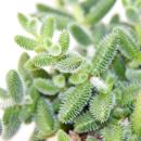 Saure Gurken Pflanze - Delosperma echinatum - 12cm Topf