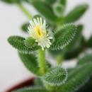 Cucumber plant - Delosperma echinatum - 12cm pot