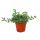 Cucumber plant - Delosperma echinatum - 12cm pot
