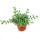 Saure Gurken Pflanze - Delosperma echinatum - 12cm Topf